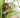 A Guide to Plants Poisonous for Cats
