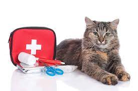 Building a Pet Emergency Kit and Basic Pet First-Aid