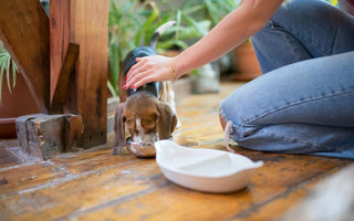 Keeping Your Pet Safe: A Guide to Feeding, Choking Hazards, and Toys