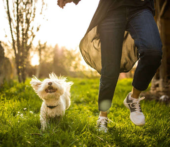 What Are the Best Ways to Protect Your Pets from Outdoor Hazards