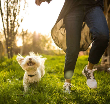 What Are the Best Ways to Protect Your Pets from Outdoor Hazards