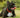 Help Your Dog Maintain a Healthy Smile & Fresh Breath