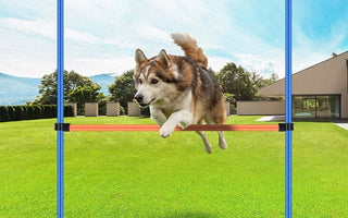 Fun Ways to Exercise with Your Pets