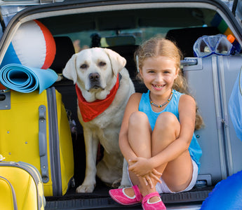 A Guide to Safe and Happy Pet Travel