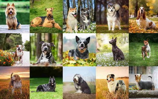 Understanding Popular Dog Breeds & Their Traits