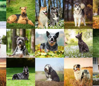 Understanding Popular Dog Breeds & Their Traits