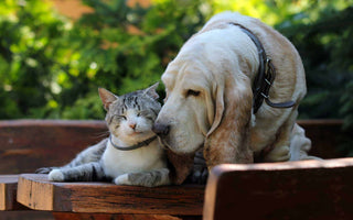 How to Provide The Best Possible Care For Your Aging Pet
