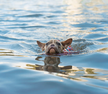 A Guide to Swimming and Water Safety for Pets