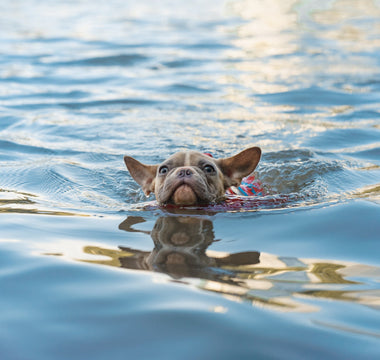 A Guide to Swimming and Water Safety for Pets