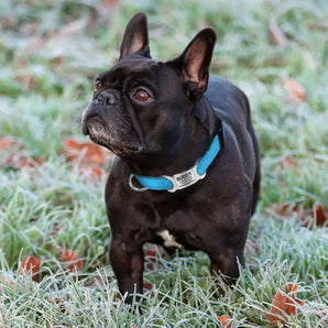 Reflective Nylon Dog Collar - Adjustable and Secure with Quick Release Buckle