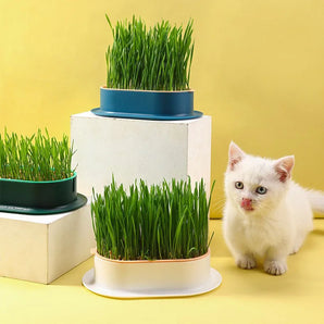 New Pet Cat Sprout Dish Growing Pot Hydroponic Plant Cat Grass Germination Digestion Starter Dish Greenhouse Grow Box