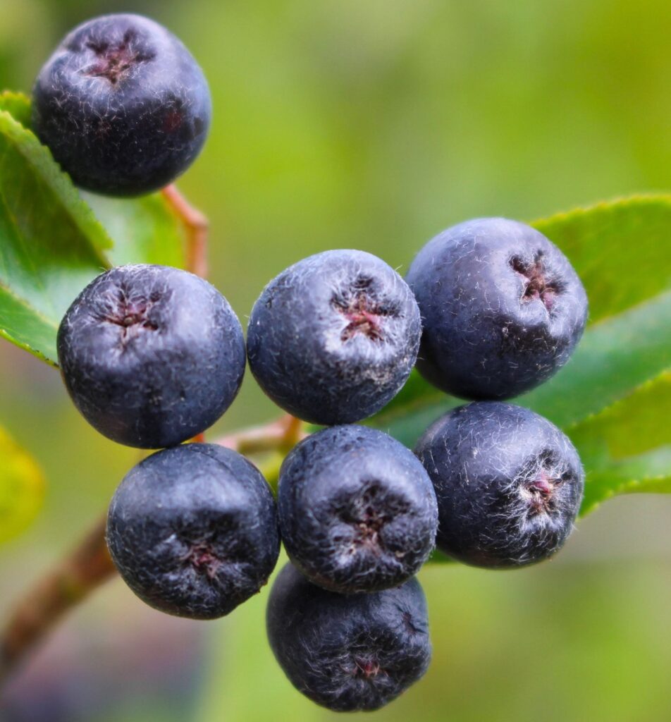 Aronia Berry vs Blueberry: Which Superfruit Has More Antioxidants? 1 Aronia Berries